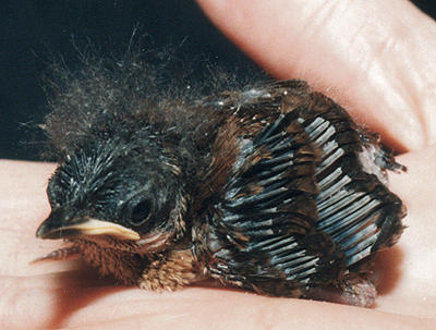 Carolina wren nestling