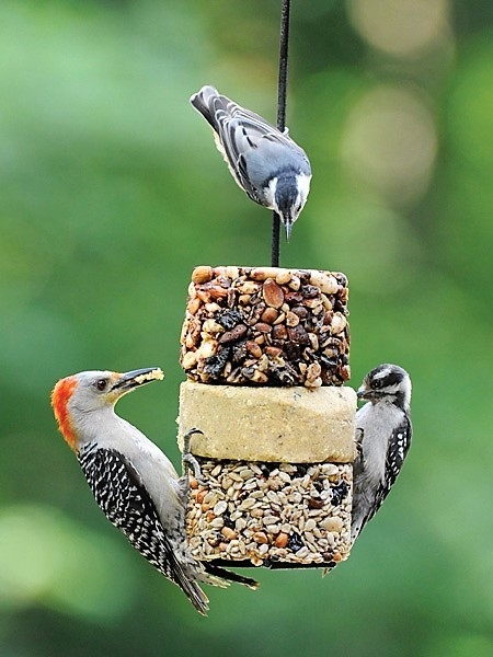 Wild birds deals unlimited bird feeder