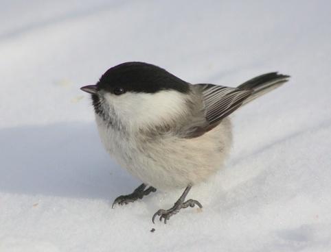 How Birds Survive in Winter Weather