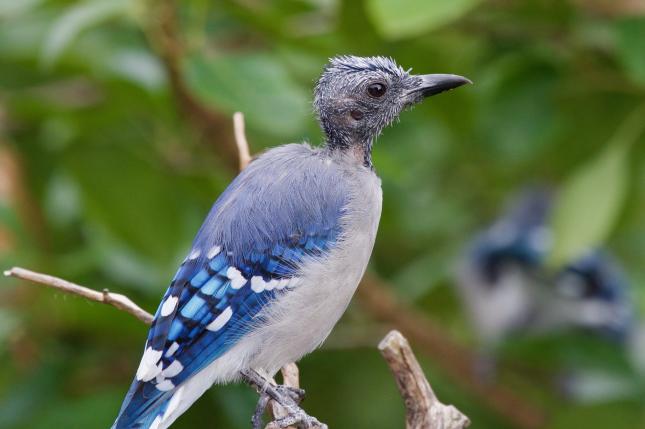 Bald stage of a molting Blue Jay - FeederWatch